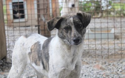 Fido – Pflegestelle oder Zuhause gesucht!