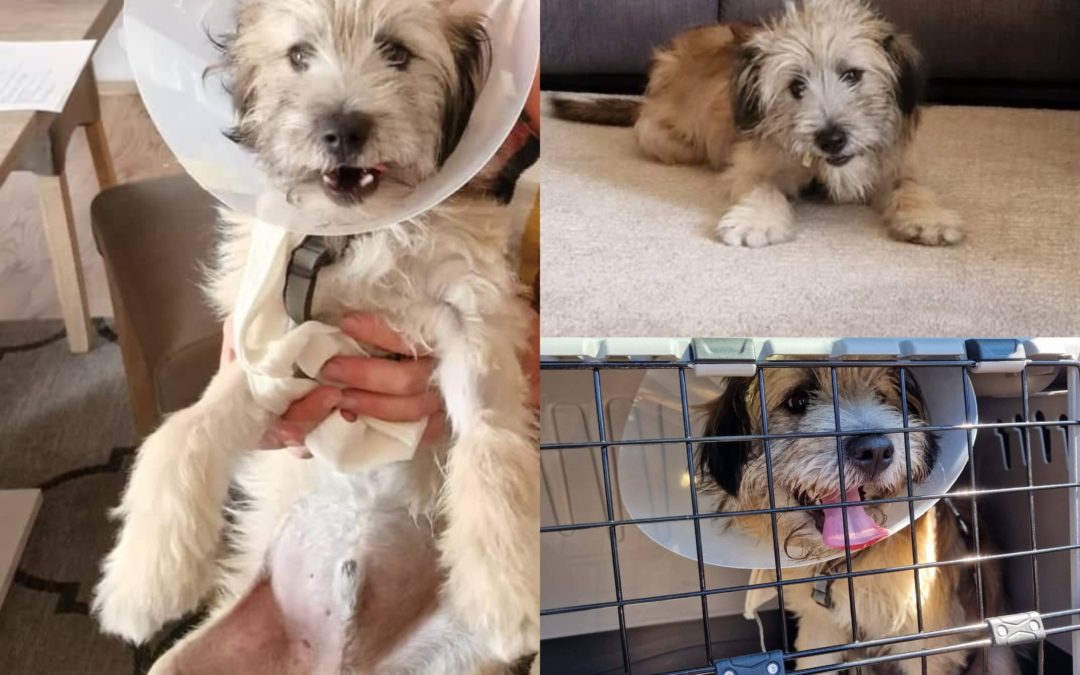 Bobby – die Geschichte eines kleinen Hundejungen aus Rumänien