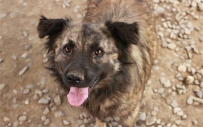 Niko – Pflegestelle oder Zuhause gesucht!