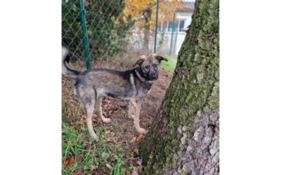 Cupa – wartet in 97437 Hassfurt