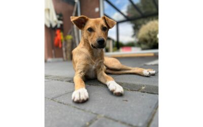 Pawlik