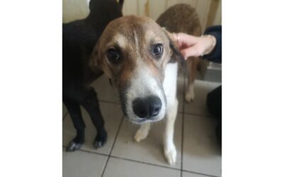 Malfoy – Pflegestelle oder Zuhause gesucht!