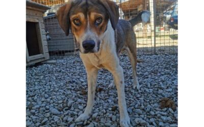 Malfoy – Pflegestelle oder Zuhause gesucht!