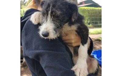 Chapo – hat Interessenten!
