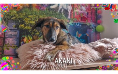 Akani – wartet in 38640 Goslar